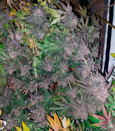Сорт Super Lemon Haze x GMO fem (GHS) Сорт Super Lemon Haze x GMO fem (GHS) — изображение 5