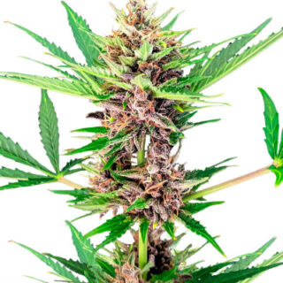 Сорт Amnesia Zkittlez Auto fem (FastBuds)