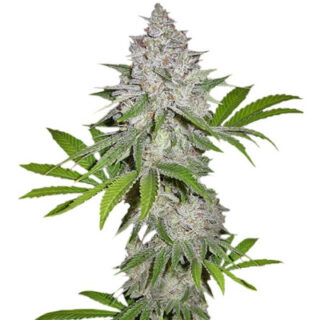 Сорт Californian Snow Auto fem (FastBuds)