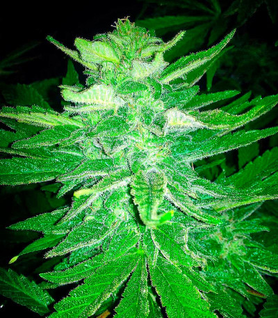 Сорт Dream Machine fem (Heavyweight Seeds) Сорт Dream Machine fem (Heavyweight Seeds) — изображение 4