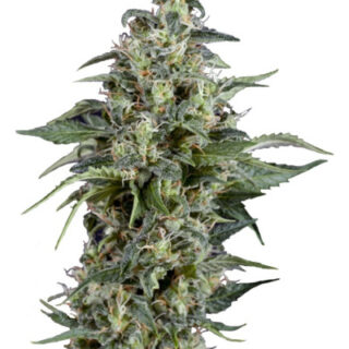 Сорт Kryptonite fem (Pyramid Seeds)