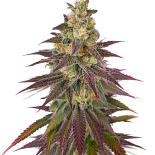 Сорт Lemon Mandarin fem (FastBuds) Сорт Lemon Mandarin fem (FastBuds)