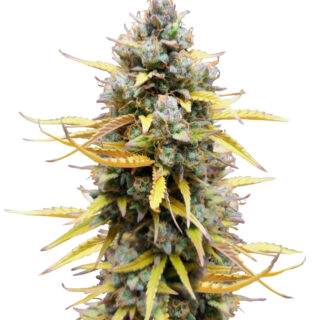 Сорт Pound Cake Auto fem (FastBuds) Сорт Pound Cake Auto fem (FastBuds)