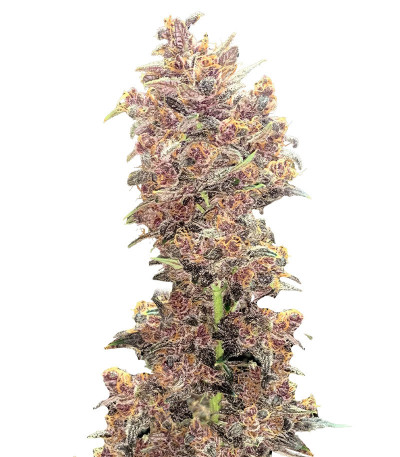 Сорт Purple Lemonade FF fem (FastBuds) Сорт Purple Lemonade FF fem (FastBuds)
