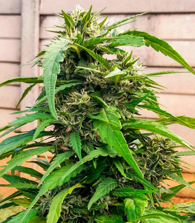 Сорт Sour Diesel Auto fem (Herbies Seeds) Сорт Sour Diesel Auto fem (Herbies Seeds) — изображение 7