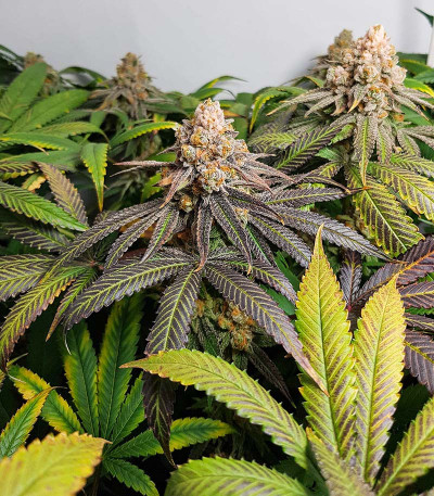 Сорт Triple G fem (RQS) Сорт Triple G fem (RQS) — изображение 5