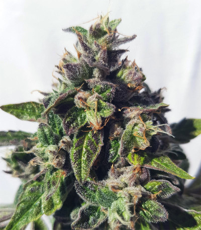 Сорт Triple G fem (RQS) Сорт Triple G fem (RQS) — изображение 3