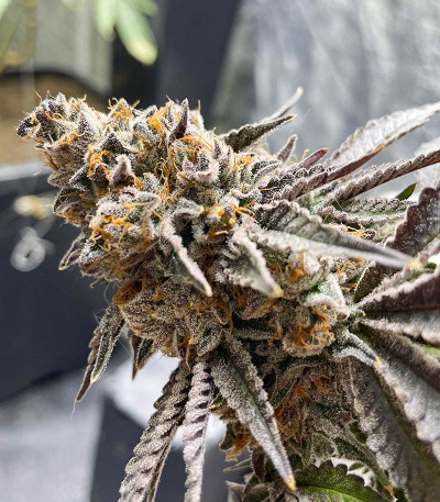 Сорт Triple G fem (RQS) Сорт Triple G fem (RQS) — изображение 6