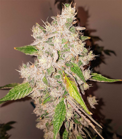 Сорт Triple G fem (RQS) Сорт Triple G fem (RQS) — изображение 4