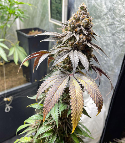 Сорт Triple G fem (RQS) Сорт Triple G fem (RQS) — изображение 7