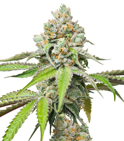 Сорт Triple G fem (RQS) Сорт Triple G fem (RQS)