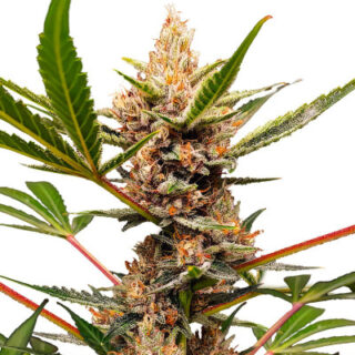 Сорт Tropicana Cookies FF fem (FastBuds)