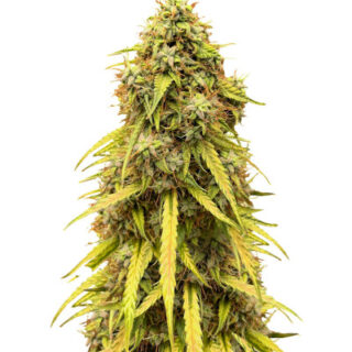 Сорт CBD Lemon Auto fem (Herbies Seeds) Сорт CBD Lemon Auto fem (Herbies Seeds)