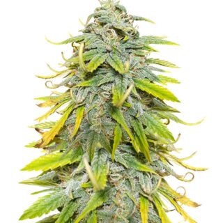 Сорт Northern Lights fem (Herbies Seeds)