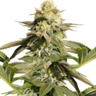 Сорт Orange Sherbet FF fem (FastBuds)