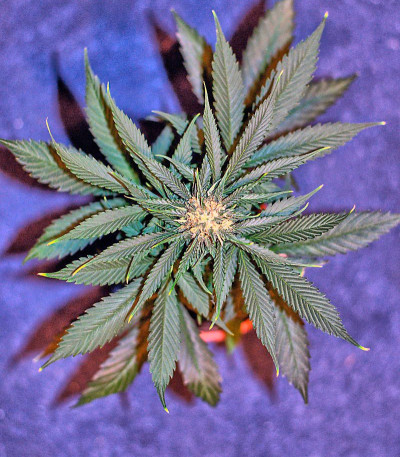 Сорт Big Bang Auto fem (GHS) Сорт Big Bang Auto fem (GHS) — изображение 5