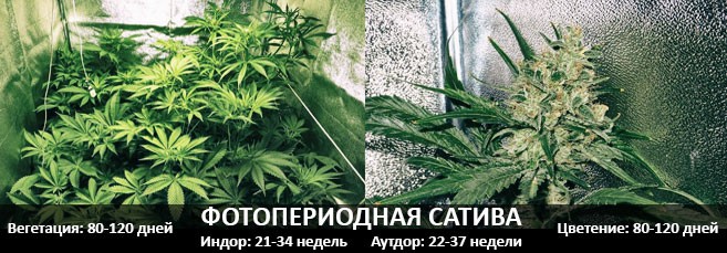 Сколько времени проходит от посадки до сбора урожая