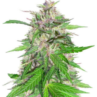Сорт Jealousy Kush fem (Seedkeepers)