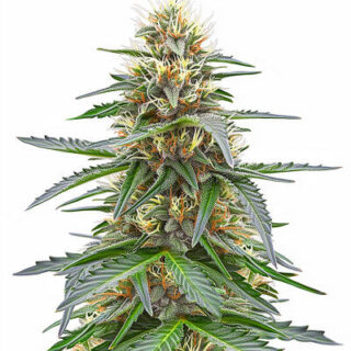 Сорт Northern Lights 10 of 10 fem (Seedkeepers)