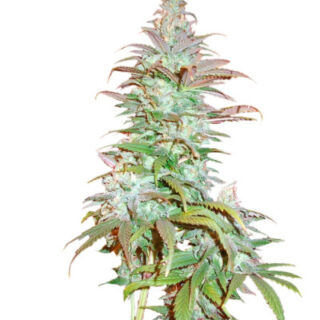 Сорт Blueberry Cheese (Blue Cheese) fem (Barney's Farm)
