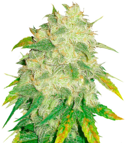Сорт Il Diavolo Auto fem (Delicious Seeds) Сорт Il Diavolo Auto fem (Delicious Seeds)
