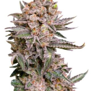 Сорт Papaya Frosting fem (Barney's Farm)