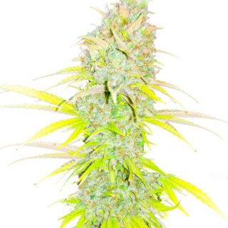 Сорт Candy Kush Fast Version fem (Easy Grow Seeds) Сорт Candy Kush Fast Version fem (Easy Grow Seeds)