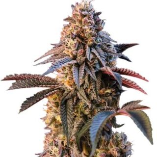 Сорт Lemon Cherry Runtz fem (FastBuds)