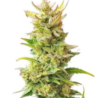 Сорт Baby Runtz Autoflower fem (Easy Grow Seeds)