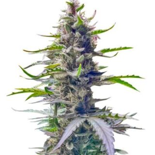 Сорт Gorilla 4 Autoflower fem (Easy Grow Seeds)