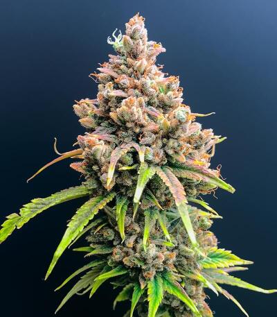 Сорт 10TH Planet R1 fem (Ethos Genetics) Сорт 10TH Planet R1 fem (Ethos Genetics) — изображение 2