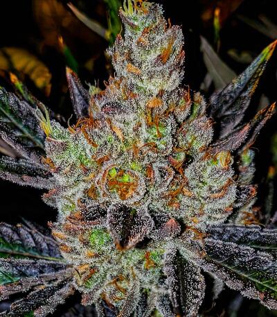 Сорт 10TH Planet R1 fem (Ethos Genetics) Сорт 10TH Planet R1 fem (Ethos Genetics) — изображение 4