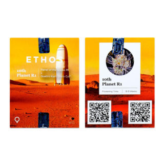 Сорт 10TH Planet R1 fem (Ethos Genetics)
