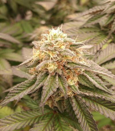 Сорт 10TH Planet R1 fem (Ethos Genetics) Сорт 10TH Planet R1 fem (Ethos Genetics) — изображение 6