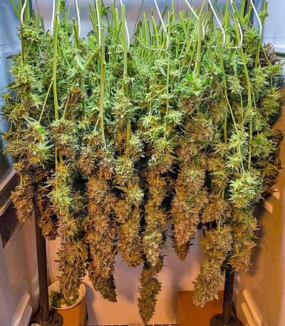Сорт Mac n’ Jack R1 fem (Ethos Genetics) Сорт Mac n’ Jack R1 fem (Ethos Genetics) — изображение 3