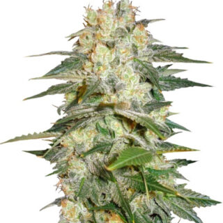 Сорт Afghan Kush Ryder Auto fem (World of Seeds) Сорт Afghan Kush Ryder Auto fem (World of Seeds)