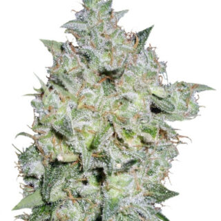 Сорт Afghan Kush Special fem (World of Seeds) Сорт Afghan Kush Special fem (World of Seeds)