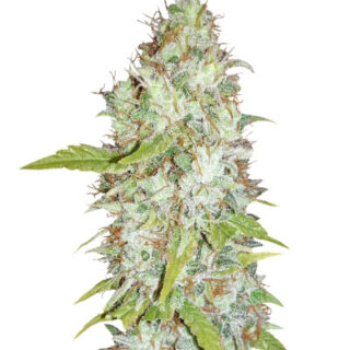 Сорт Afghan Kush X Skunk fem (World of Seeds) Сорт Afghan Kush X Skunk fem (World of Seeds)