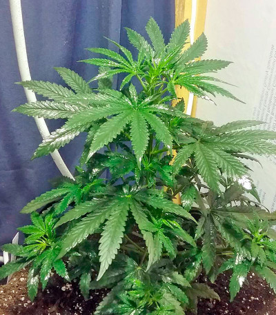 Сорт Afghan Kush fem (World of Seeds) Сорт Afghan Kush fem (World of Seeds) — изображение 3