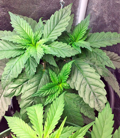 Сорт Afghan Kush fem (World of Seeds) Сорт Afghan Kush fem (World of Seeds) — изображение 5