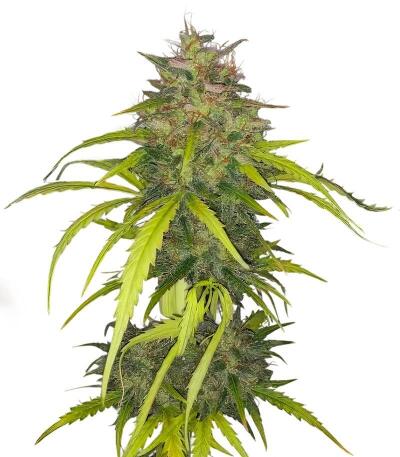 Сорт Dos-Si-Dos Cookies Autoflower fem (Easy Grow Seeds) Сорт Dos-Si-Dos Cookies Autoflower fem (Easy Grow Seeds)