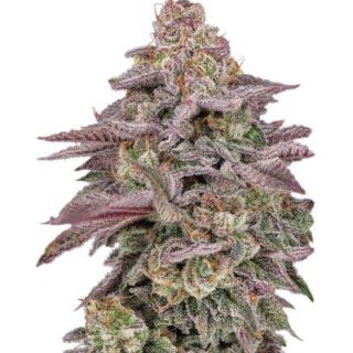 Сорт Easy Runtz Autoflower fem (Easy Grow Seeds) Сорт Easy Runtz Autoflower fem (Easy Grow Seeds)