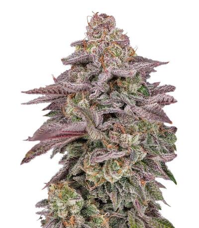 Сорт Easy Runtz Autoflower fem (Easy Grow Seeds) Сорт Easy Runtz Autoflower fem (Easy Grow Seeds)