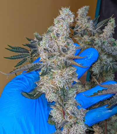 Сорт Ethos Cookies R2 fem (Ethos Genetics) Сорт Ethos Cookies R2 fem (Ethos Genetics) — изображение 2