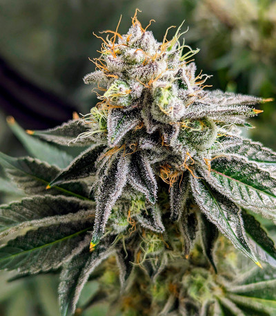 Сорт Ethos Cookies R2 fem (Ethos Genetics) Сорт Ethos Cookies R2 fem (Ethos Genetics) — изображение 3