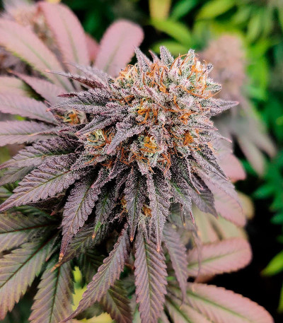 Сорт Ethos Cookies R2 fem (Ethos Genetics) Сорт Ethos Cookies R2 fem (Ethos Genetics) — изображение 4