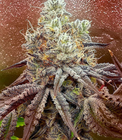 Сорт Ethos Cookies R2 fem (Ethos Genetics) Сорт Ethos Cookies R2 fem (Ethos Genetics) — изображение 5