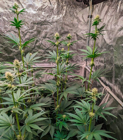 Сорт Ethos Cookies R2 fem (Ethos Genetics) Сорт Ethos Cookies R2 fem (Ethos Genetics) — изображение 6