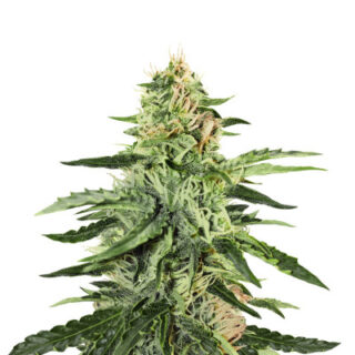 Сорт Girl Scout Cookies Auto fem (Original Sensible Seeds) Сорт Girl Scout Cookies Auto fem (Original Sensible Seeds)