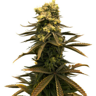 Сорт Glue Kripple fem (Dr. Krippling Seeds) Сорт Glue Kripple fem (Dr. Krippling Seeds)